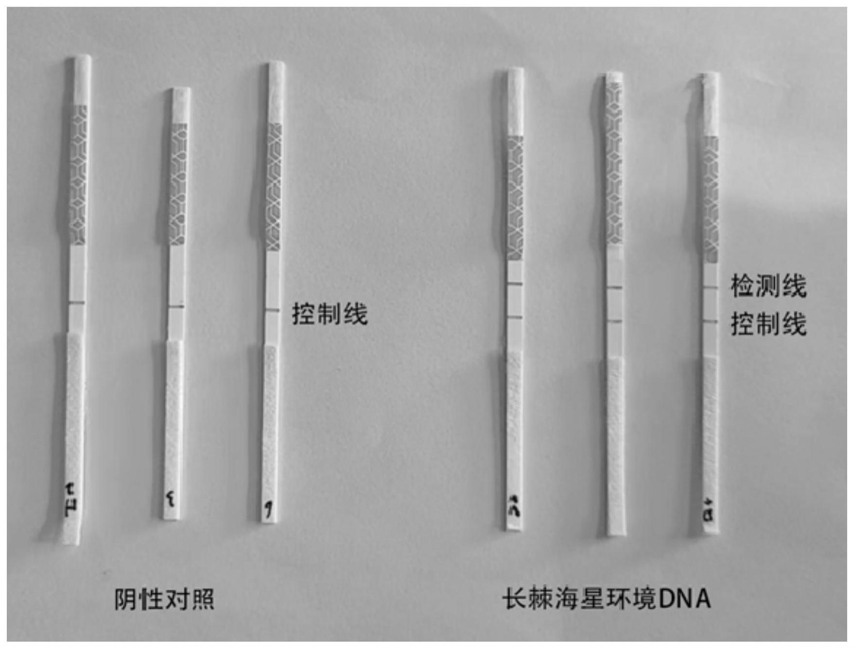一种用于检测长棘海星环境DNA的引物组合物及其应用