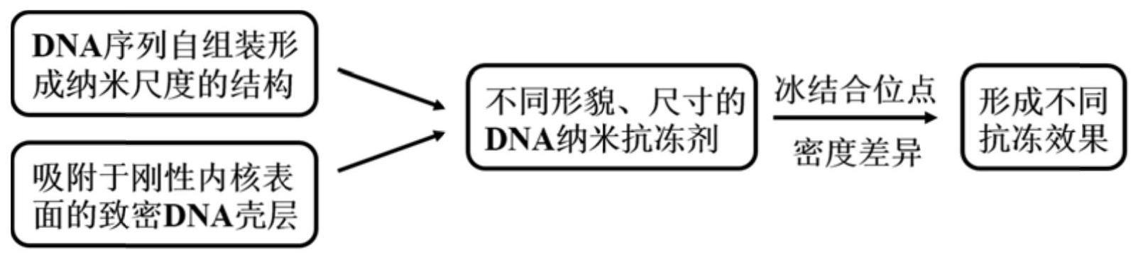 DNA纳米结构作为抗冻剂的用途