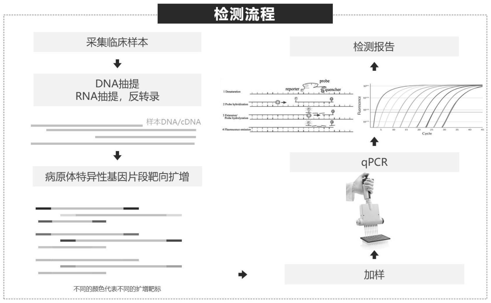 一种基于多重PCR的多靶标检测方法与流程