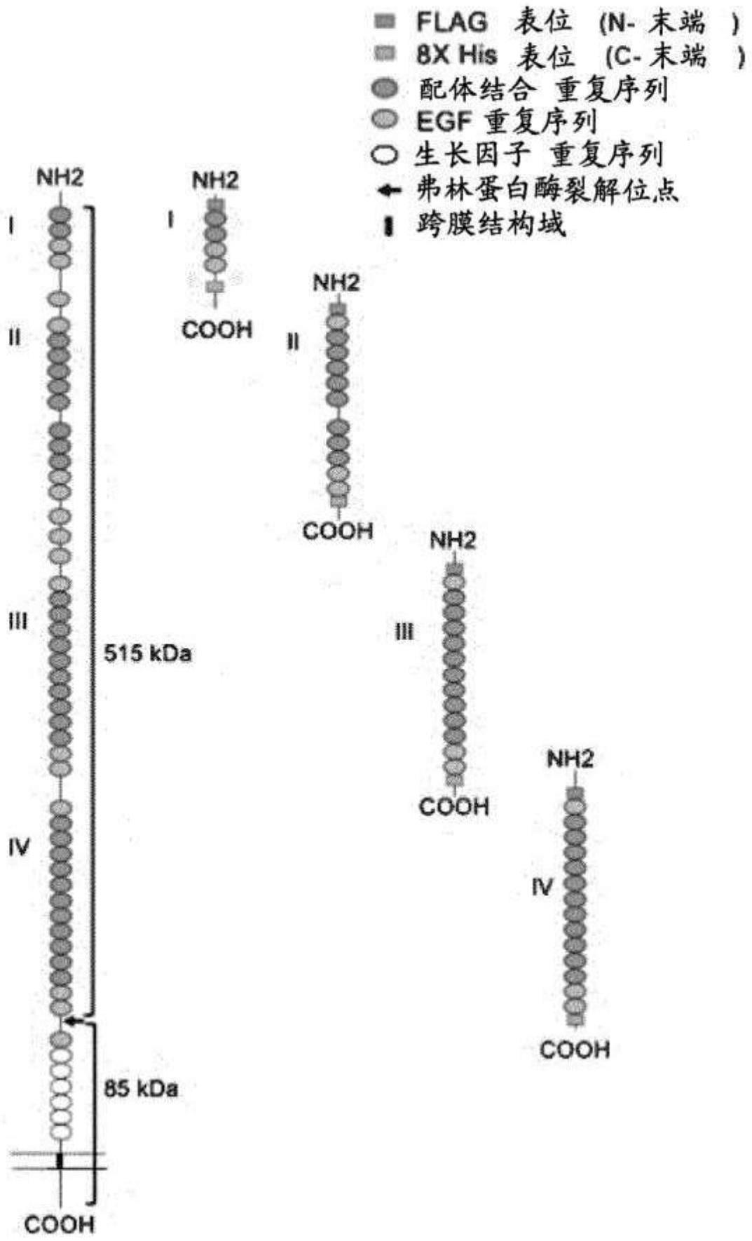 用于检测血红素结合蛋白:血红素复合物的CD91多肽的制作方法