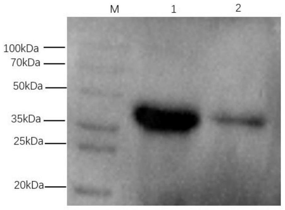 一种猪塞内卡病毒VP2结构蛋白及其间接ELISA抗体检测试剂盒的制作方法