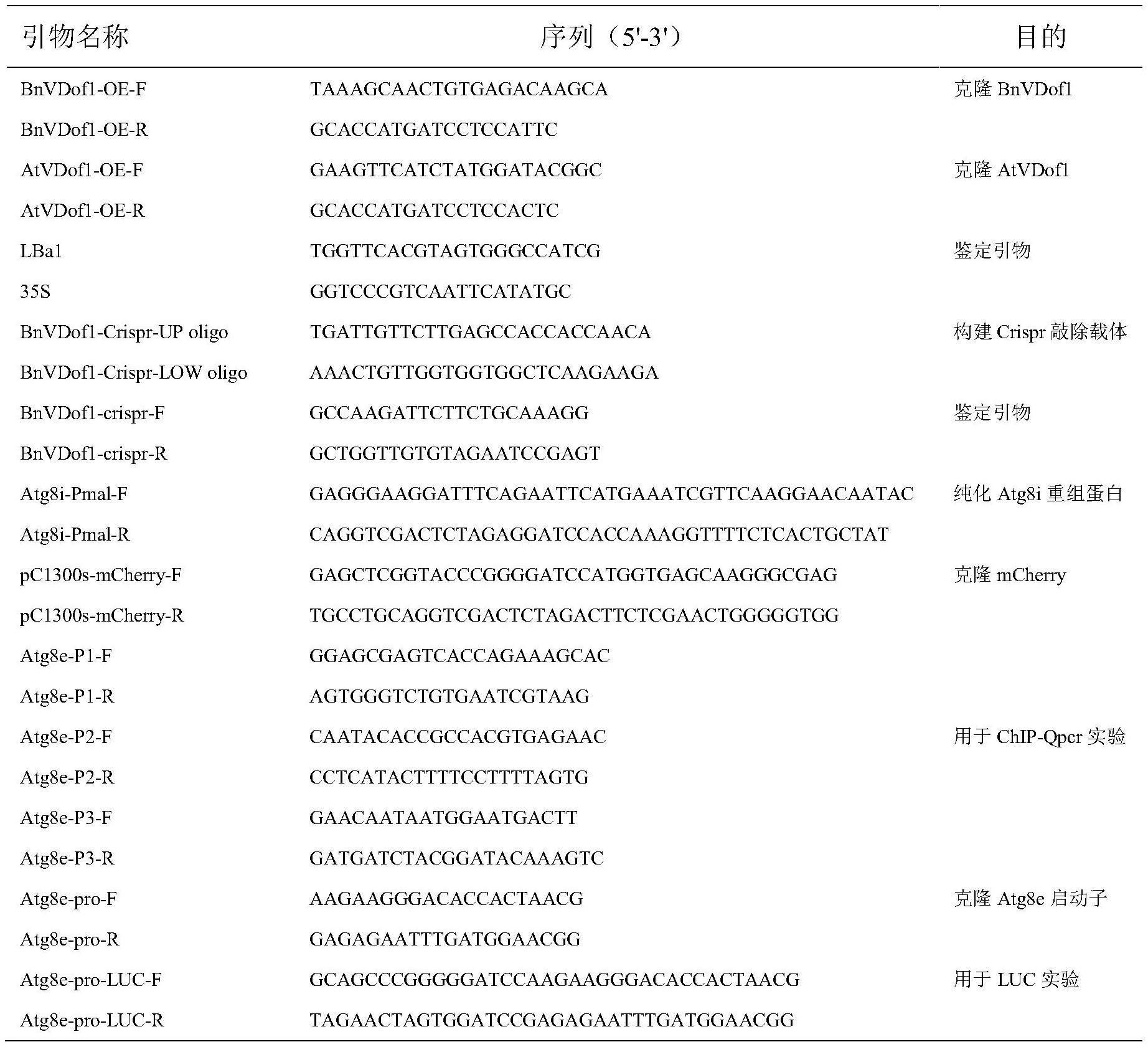 BnVDof1及其编码基因在油菜叶片维管形态建成中的应用