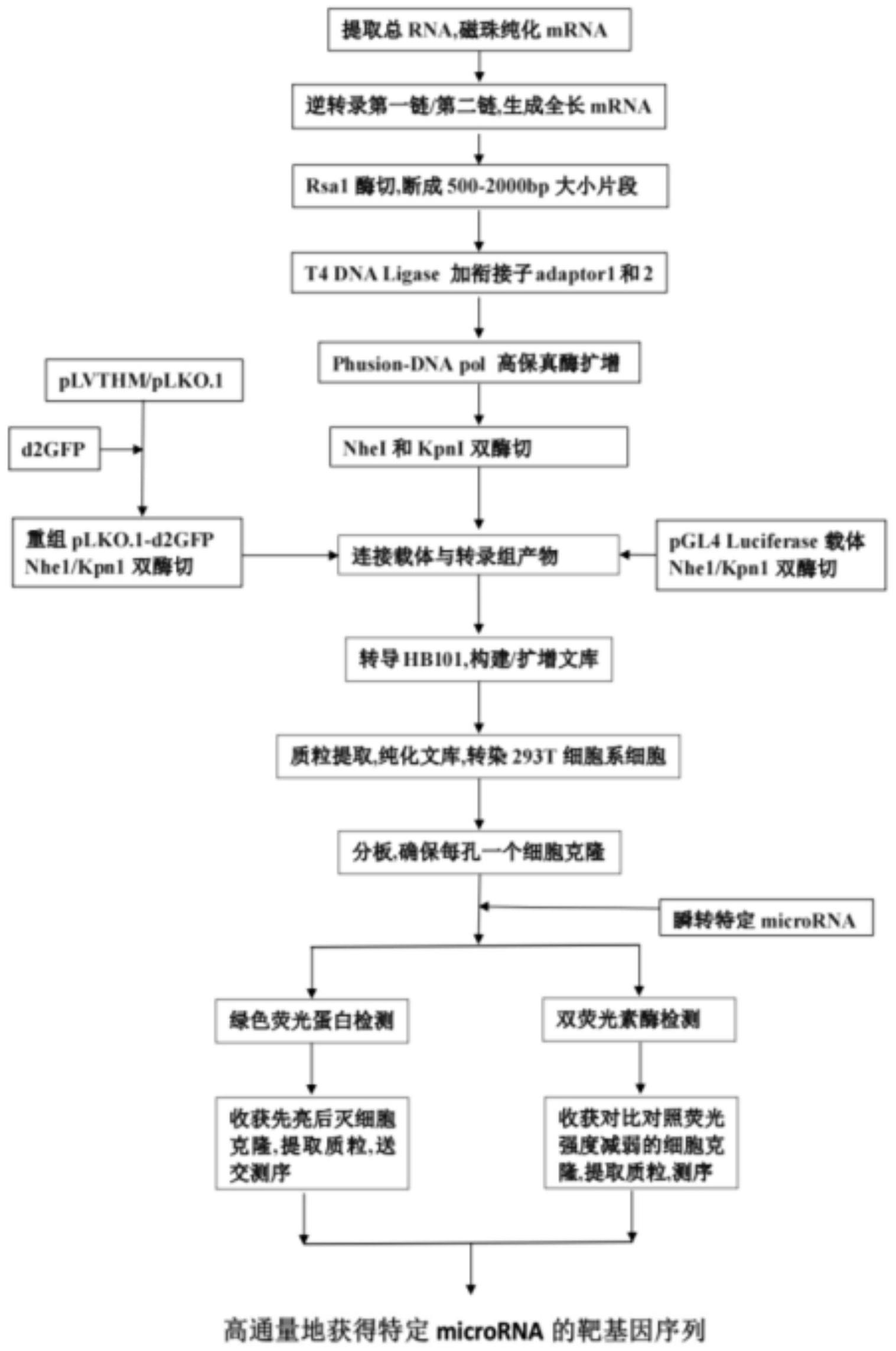 一种高通量筛选microRNA靶基因的文库、构建方法及其用途与流程