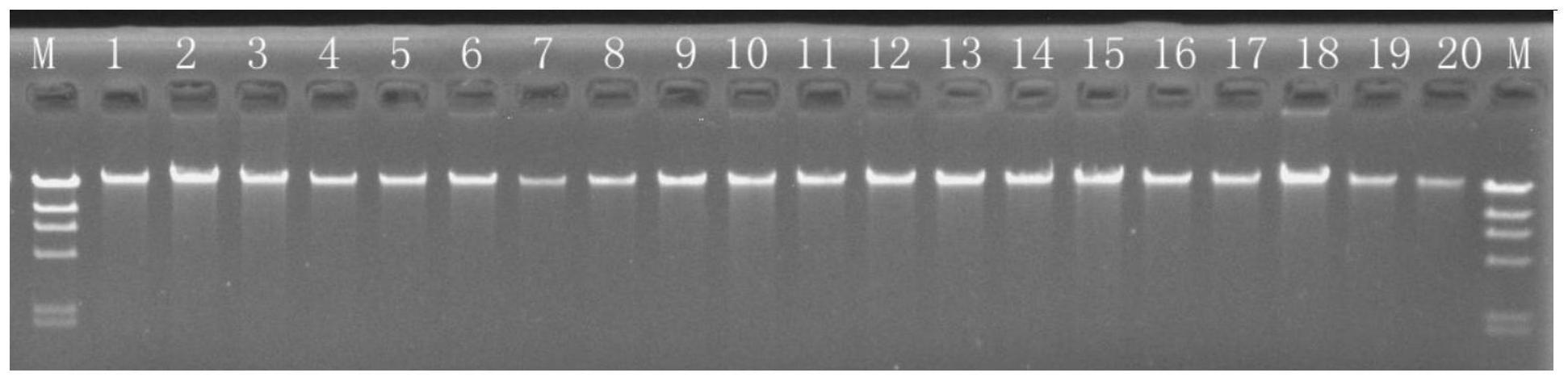 一种大豆粒重主效QTLqSW20-1及其开发的Indel分子标记和应用