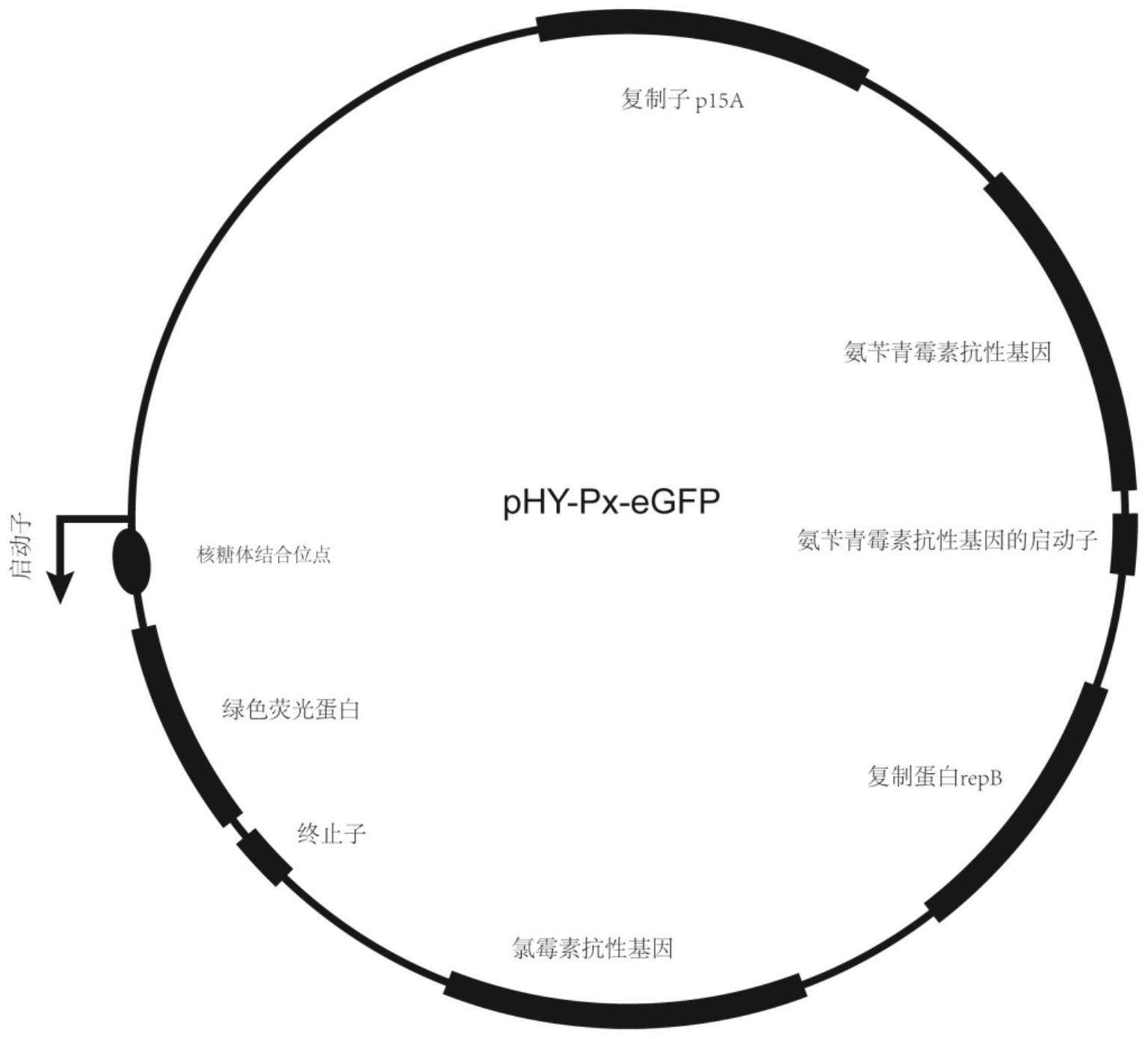 解淀粉芽孢杆菌来源的pH诱导型启动子及其应用