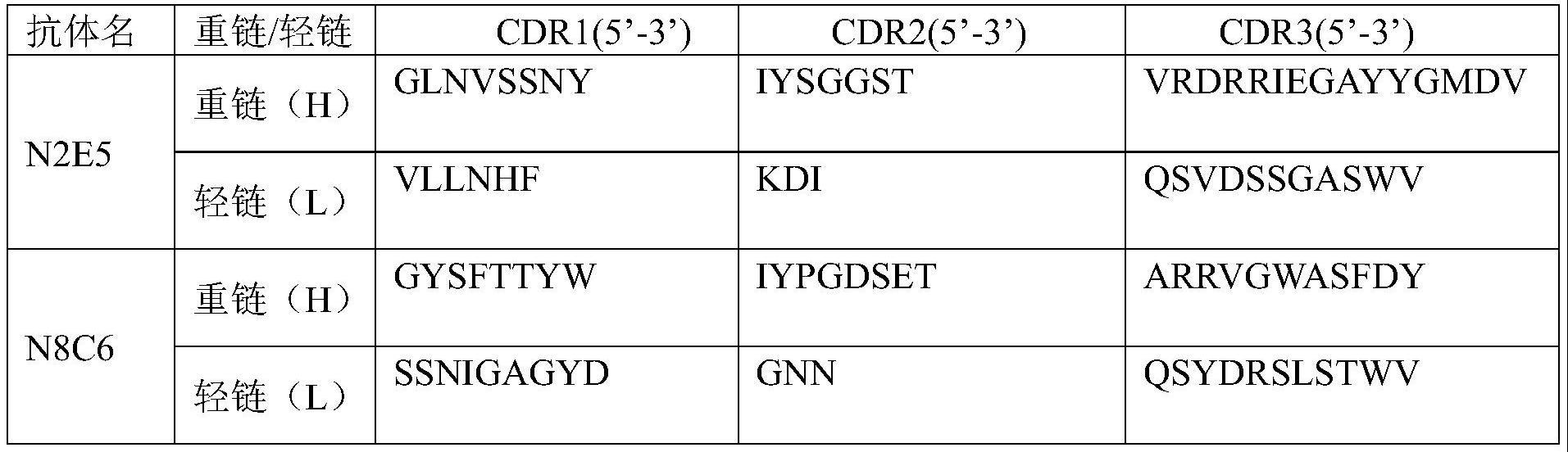 抗SARS-CoV-2病毒N蛋白的结合抗体及其应用