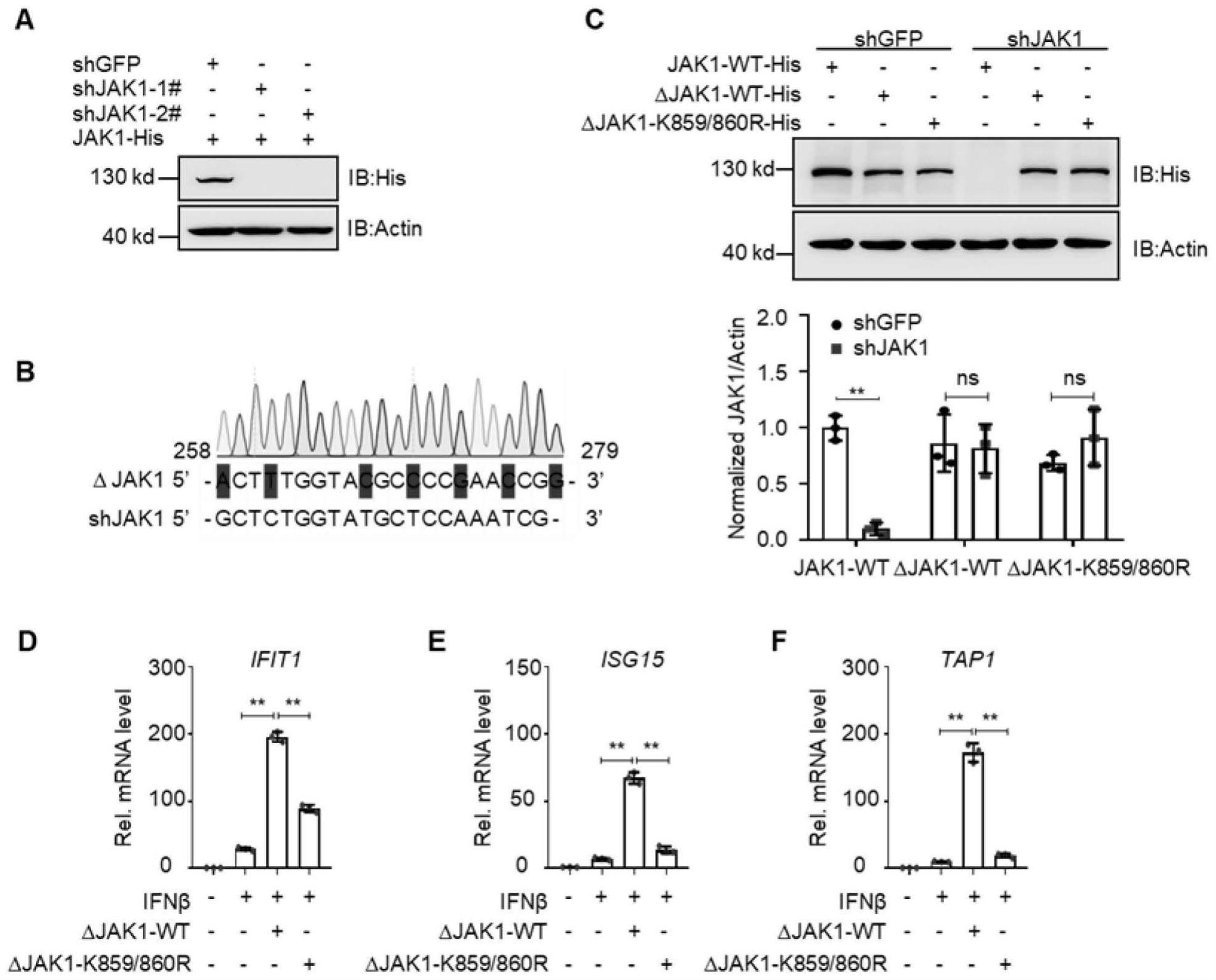 JAK1蛋白泛素化位点在制备干扰素耐受细胞中的应用