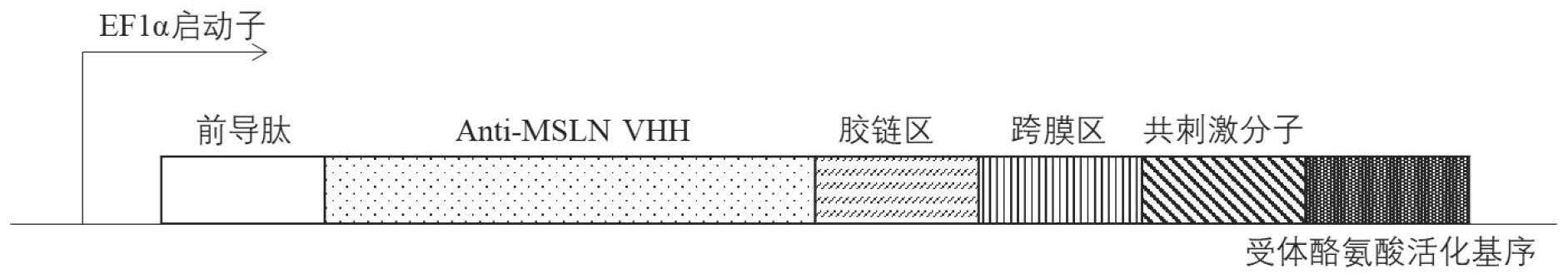 一种具有高亲和力的抗间皮素的纳米抗体及其应用的制作方法