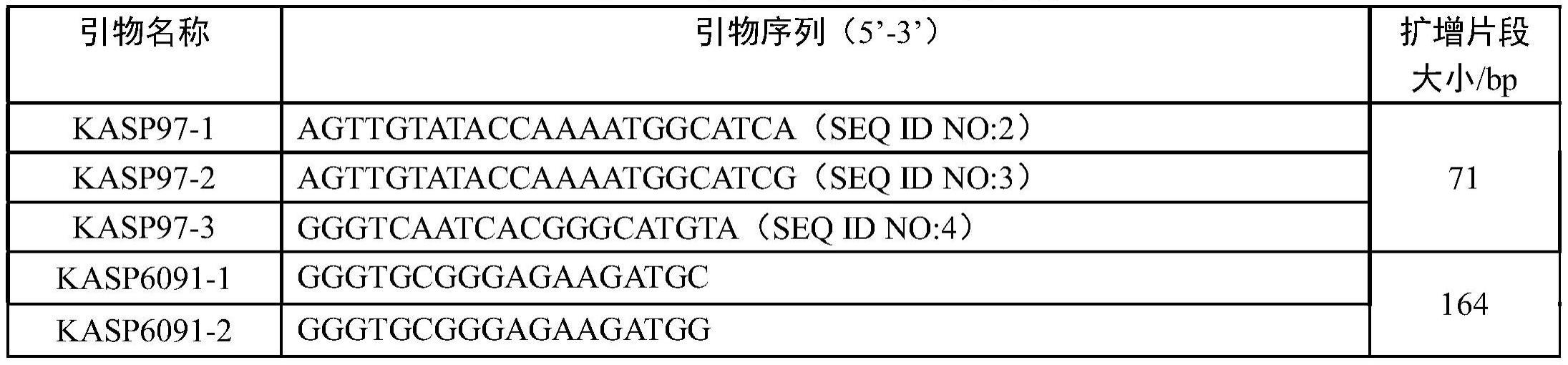 与小麦茎基腐病抗性QTLQfcr.sicau.2A紧密连锁的分子标记及应用