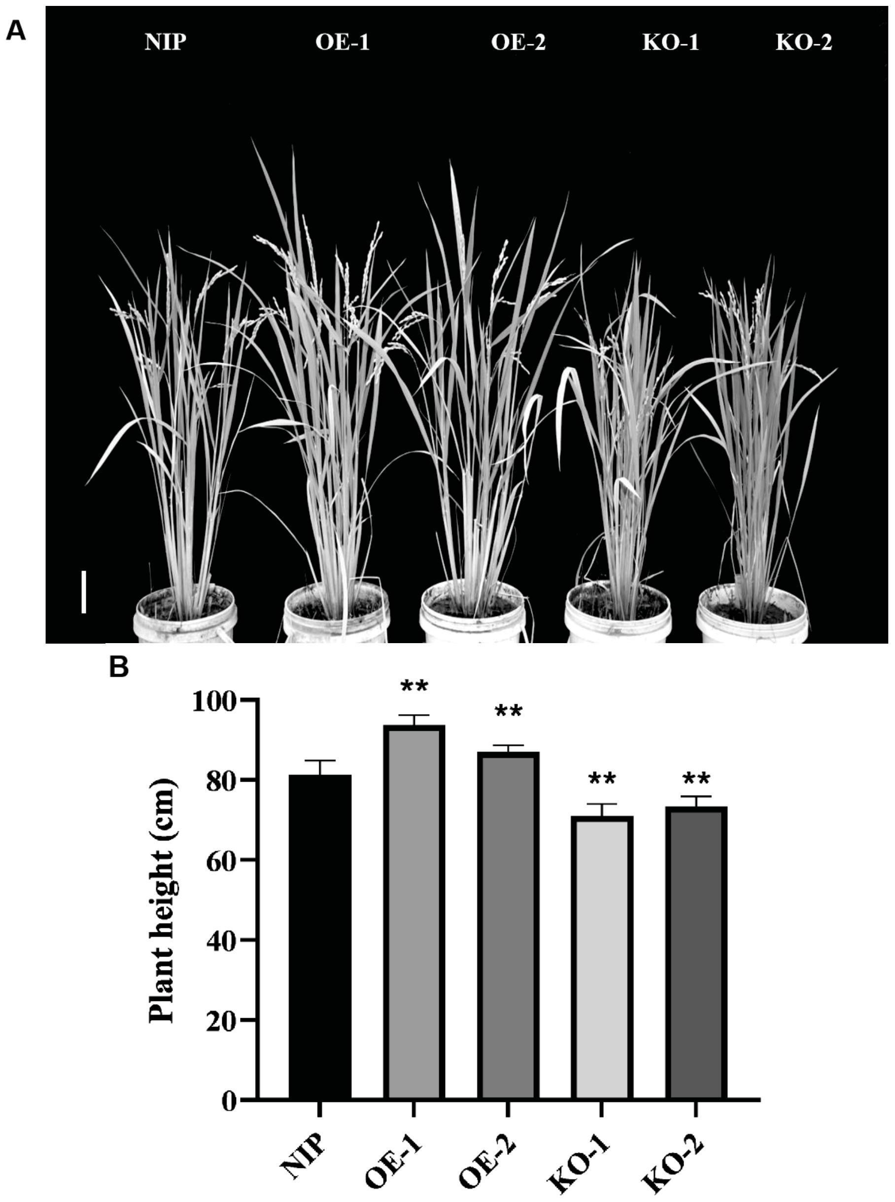 水稻OsRbohI基因在促进水稻生长中的应用