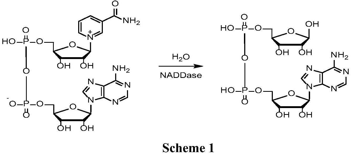 一种辅酶I有关物质的制备方法与流程