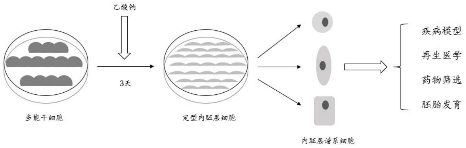 乙酸钠在提高哺乳动物多能干细胞向定型内胚层细胞分化的效率中的应用