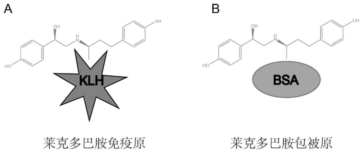 一种莱克多巴胺的兔单克隆抗体及其制备方法和应用