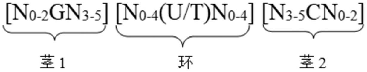 增加环状DNA分子复制的方法与流程