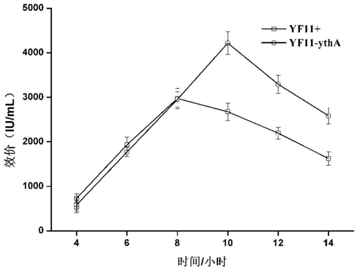 乳酸乳球菌乳亚种YF11转录调控因子YthA
