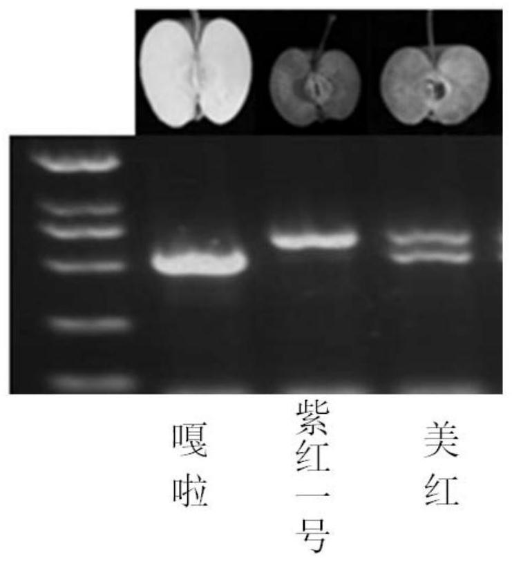 一种苹果果实红肉性状鉴定方法及特异引物对