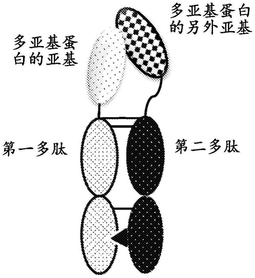 异二聚体FC融合蛋白的配制品、剂量方案和制造工艺的制作方法