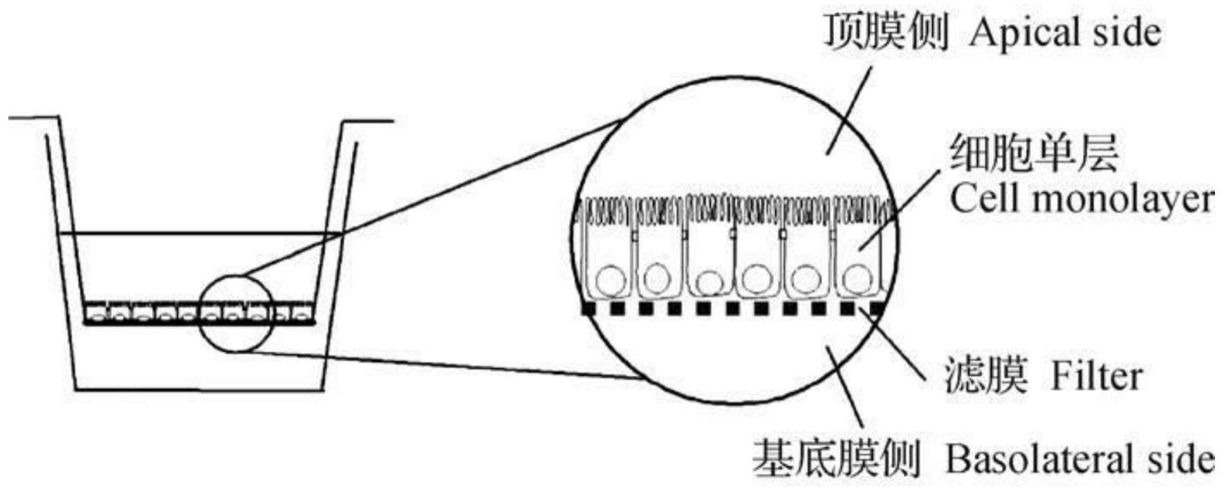 一种利用UPLC-MS/MS快速检测药物在Caco-2细胞模型中渗透性的方法与流程