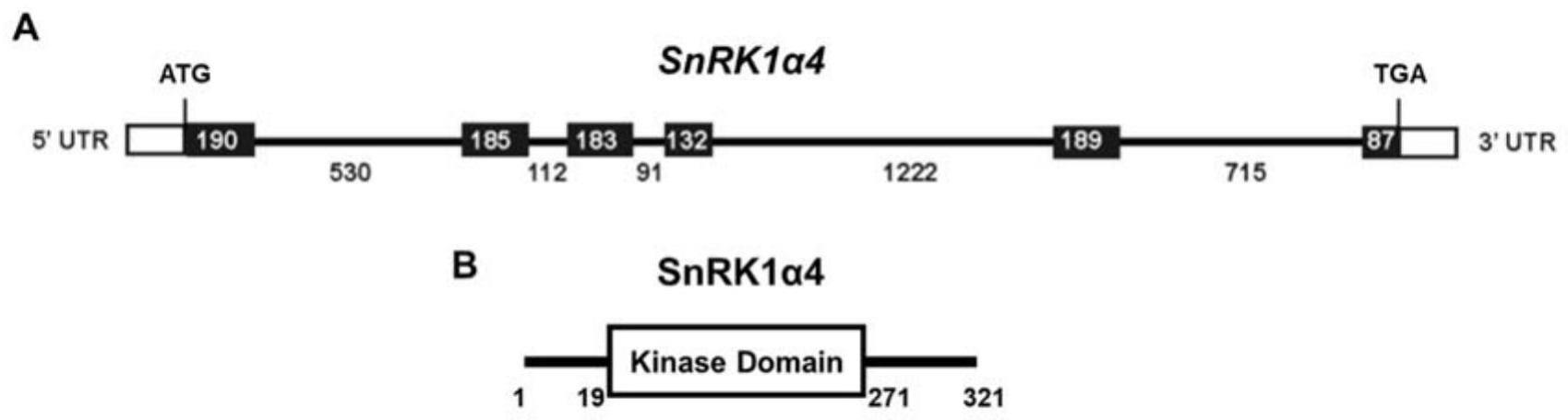 能量感受器SnRK1α4蛋白及其相关生物材料在调控植物共生固氮中的应用