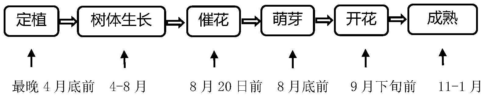 一种北方温室当年种植当年结果的葡萄栽培方法