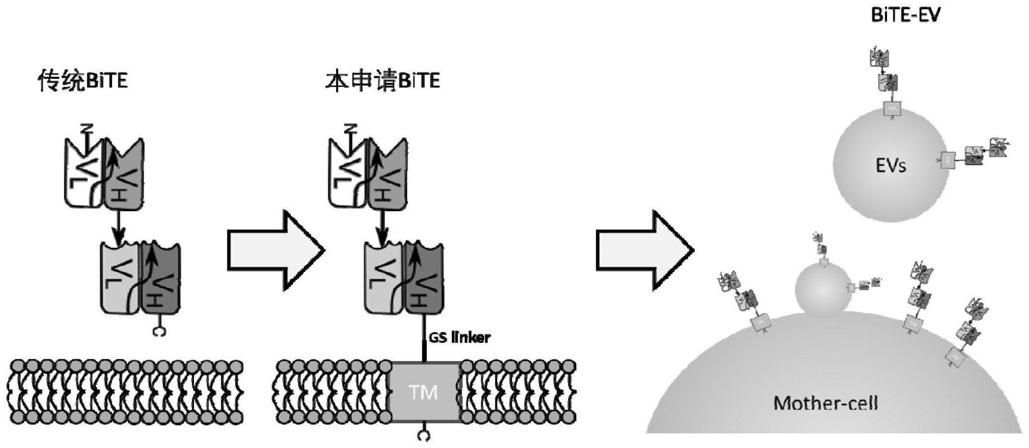 双特异性抗体修饰囊泡、双特异性抗体、核酸、重组载体、基因工程细胞、方法和应用