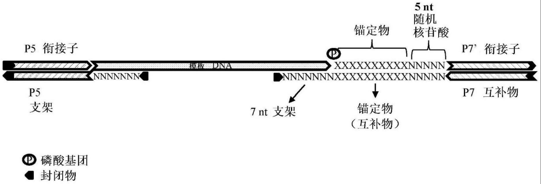 用于分析核酸的方法和组合物与流程