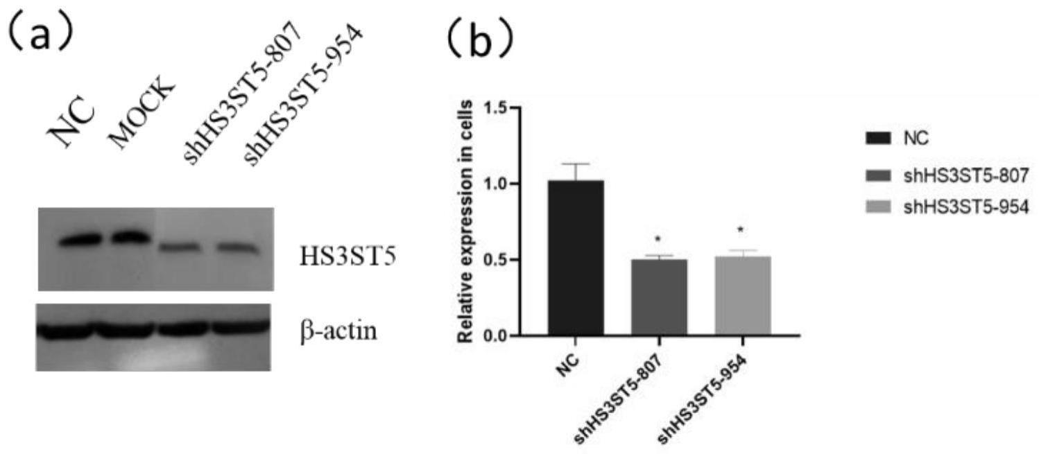 一种沉默HS3ST5基因表达的shRNA及其重组慢病毒载体和应用