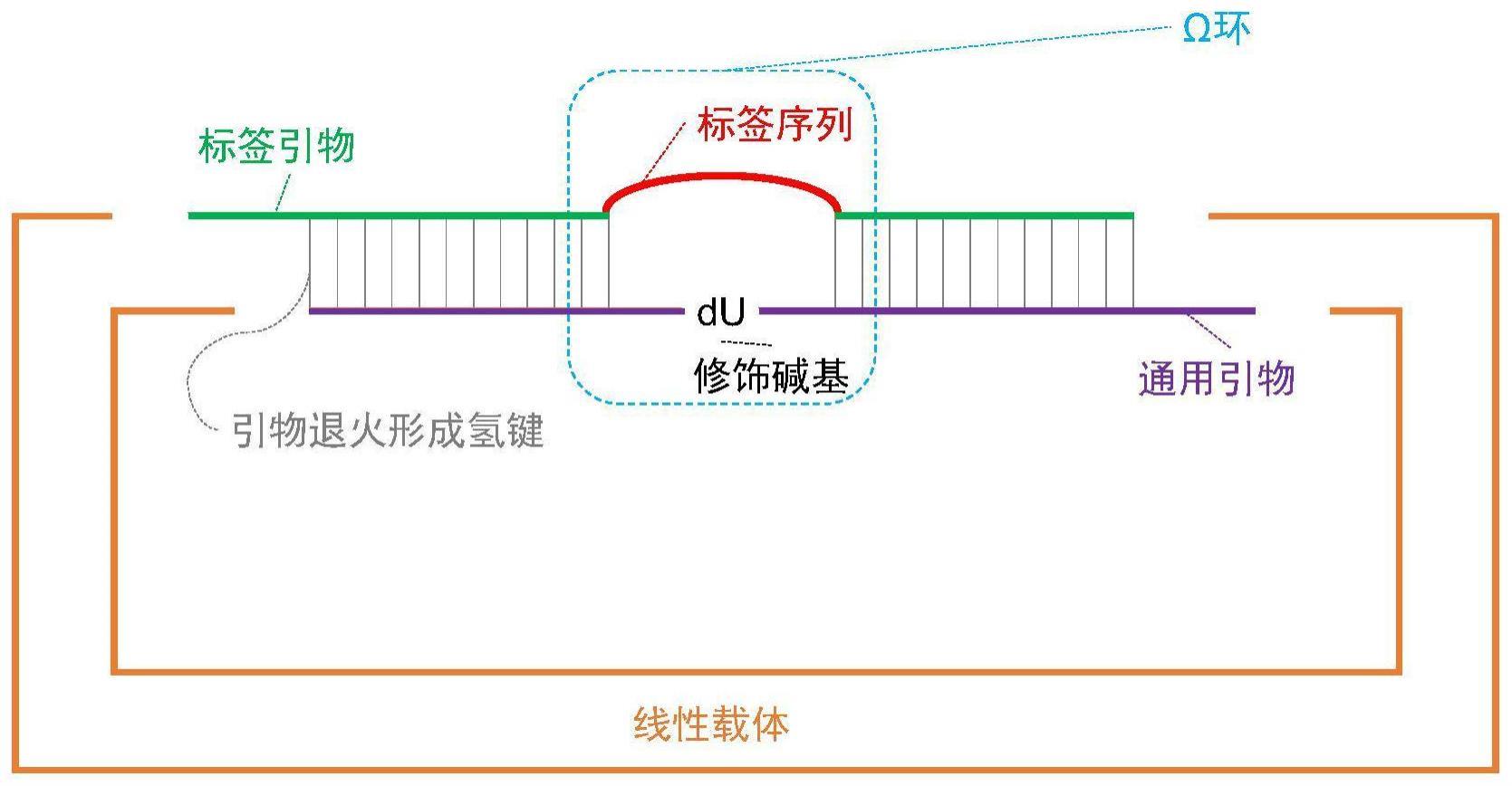 一种通过短寡核苷酸构建含标签序列载体文库的方法及应用