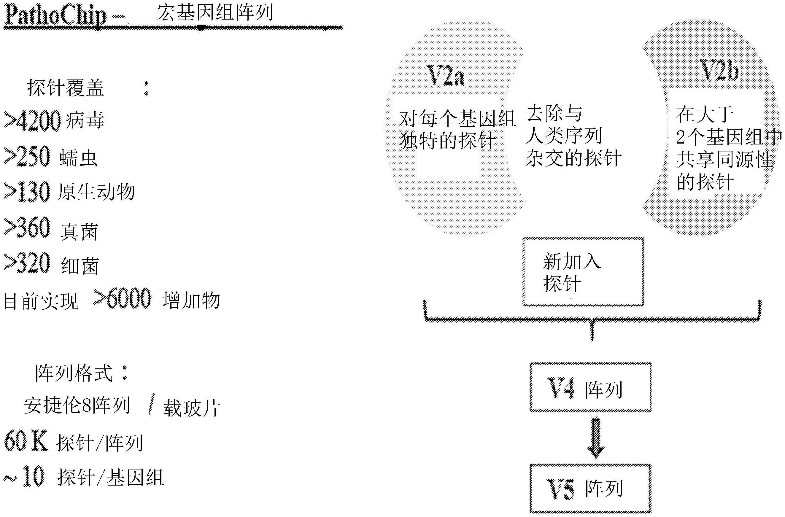 用于检测包括冠状病毒在内的呼吸道病毒的组合物和方法