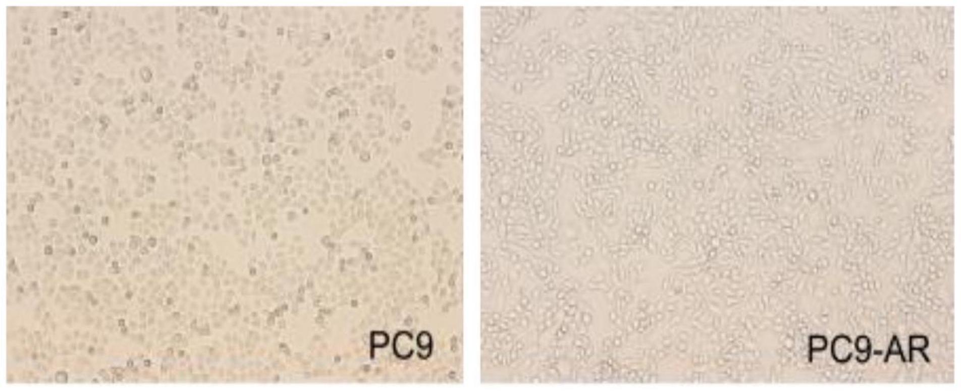 耐阿美替尼人肺腺癌细胞株PC9-AR及其应用的制作方法