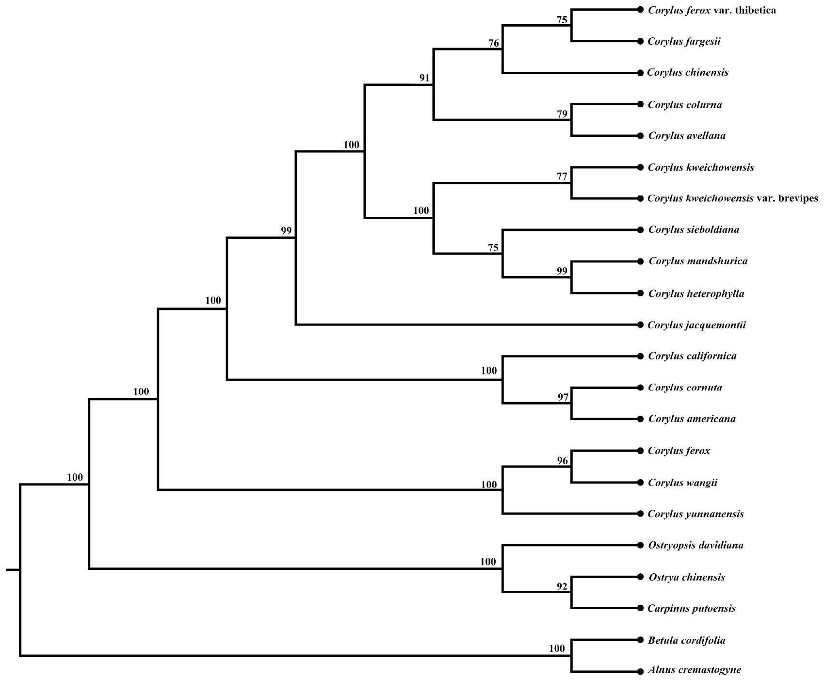 一种鉴别榛属物种的DNA条形码及其扩增引物和应用的制作方法