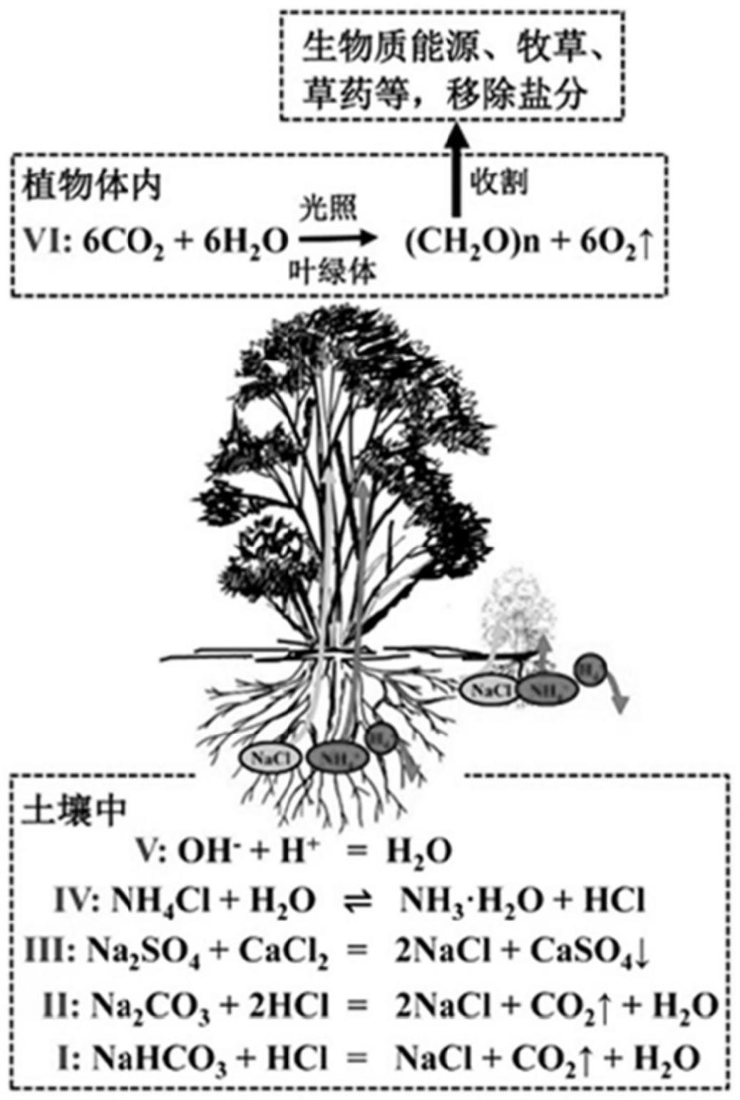 一种基于离子置换与耐盐植物经营改良盐碱地的治理方法与流程