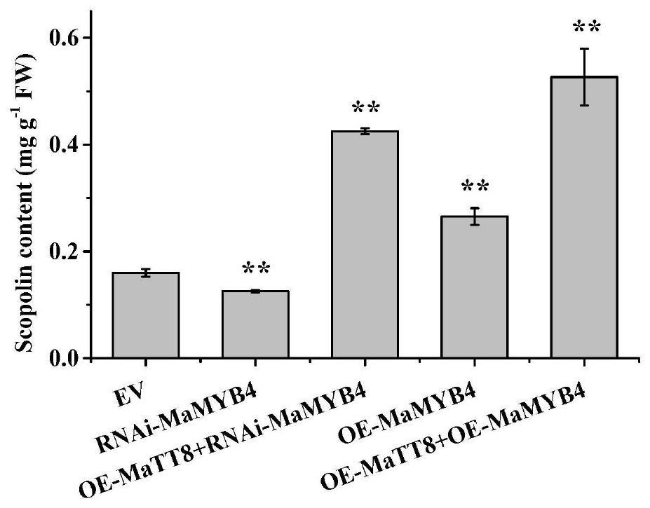 转录因子MaMYB4及其与MaTT8基因协同调控东莨菪苷生物合成的应用