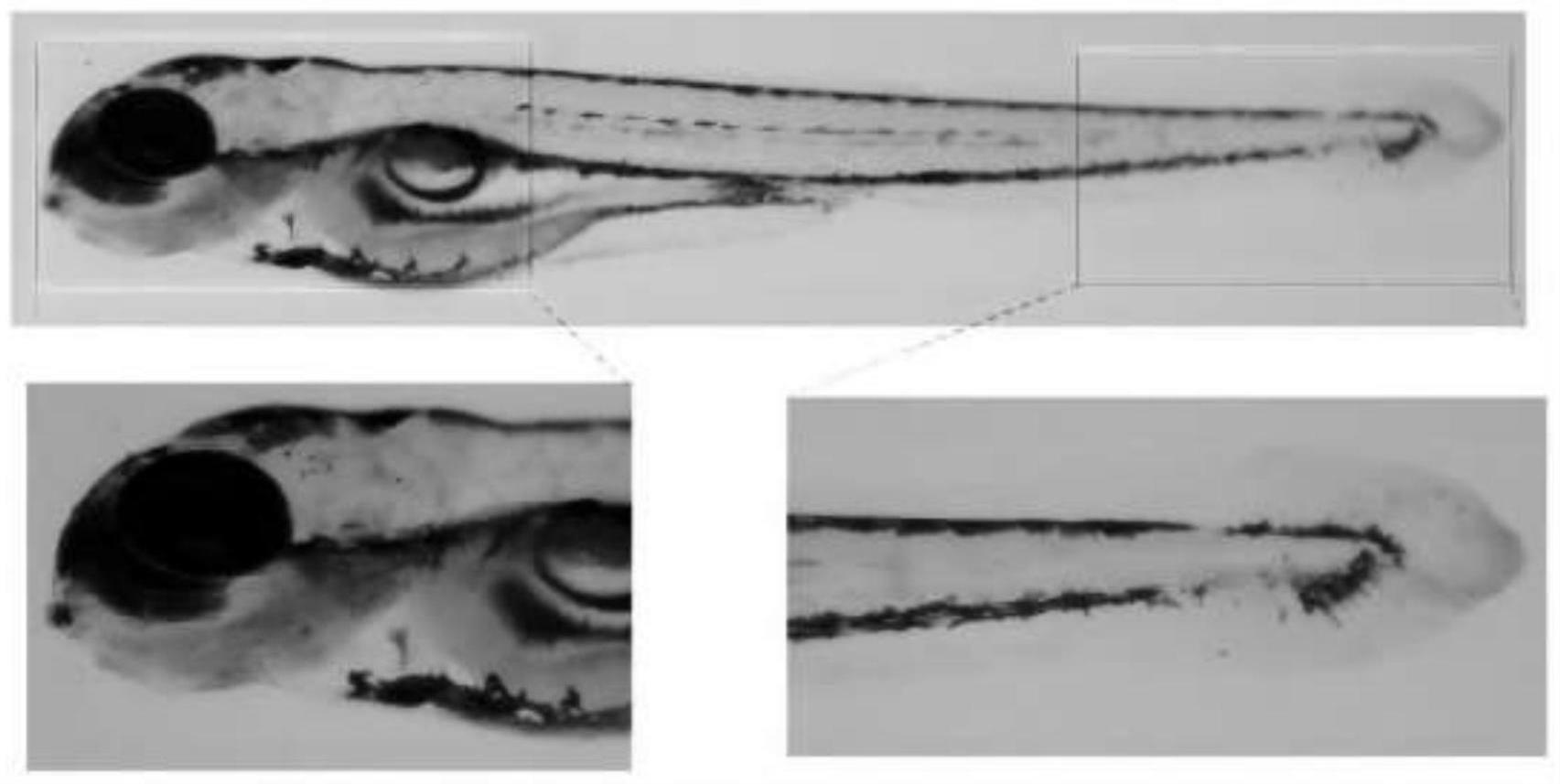 一种斑马鱼巨噬细胞染色试剂盒及其制备方法与流程