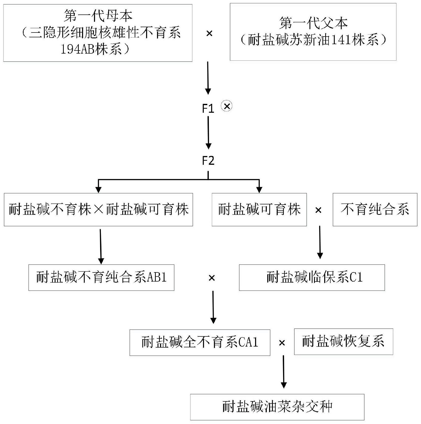 一种耐盐碱的油菜杂交种的选育方法与流程