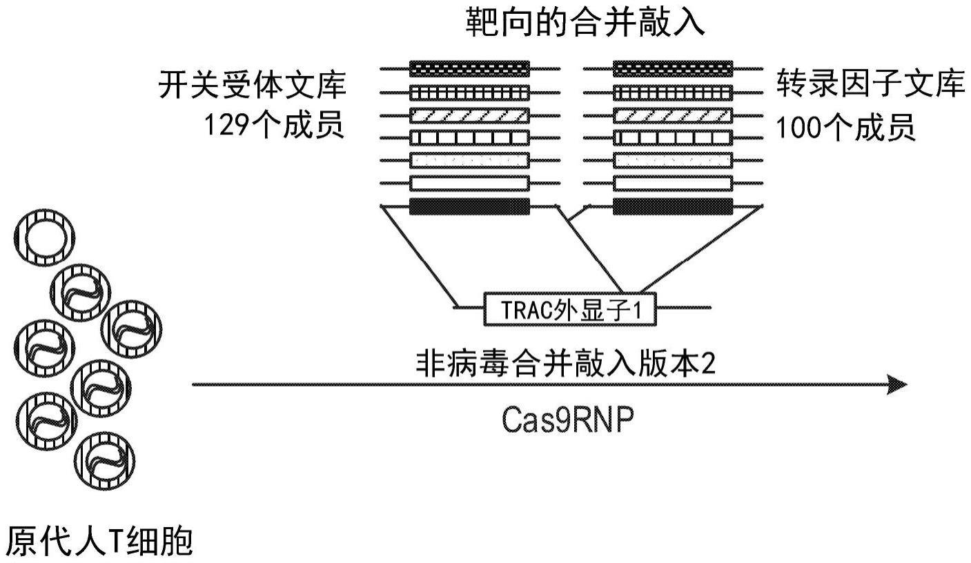 用于改善癌症T细胞免疫疗法的DNA构建体