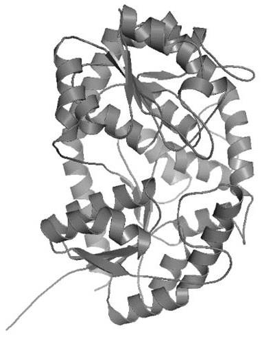 鼠李糖基转移酶突变体、编码基因、制备方法及应用