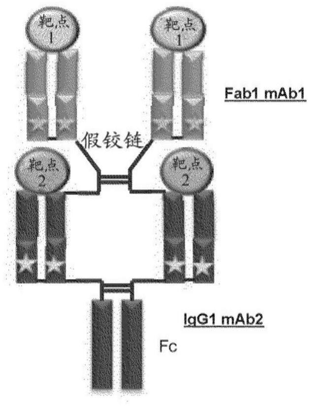 与CD38和PD-L1结合的分子的制作方法