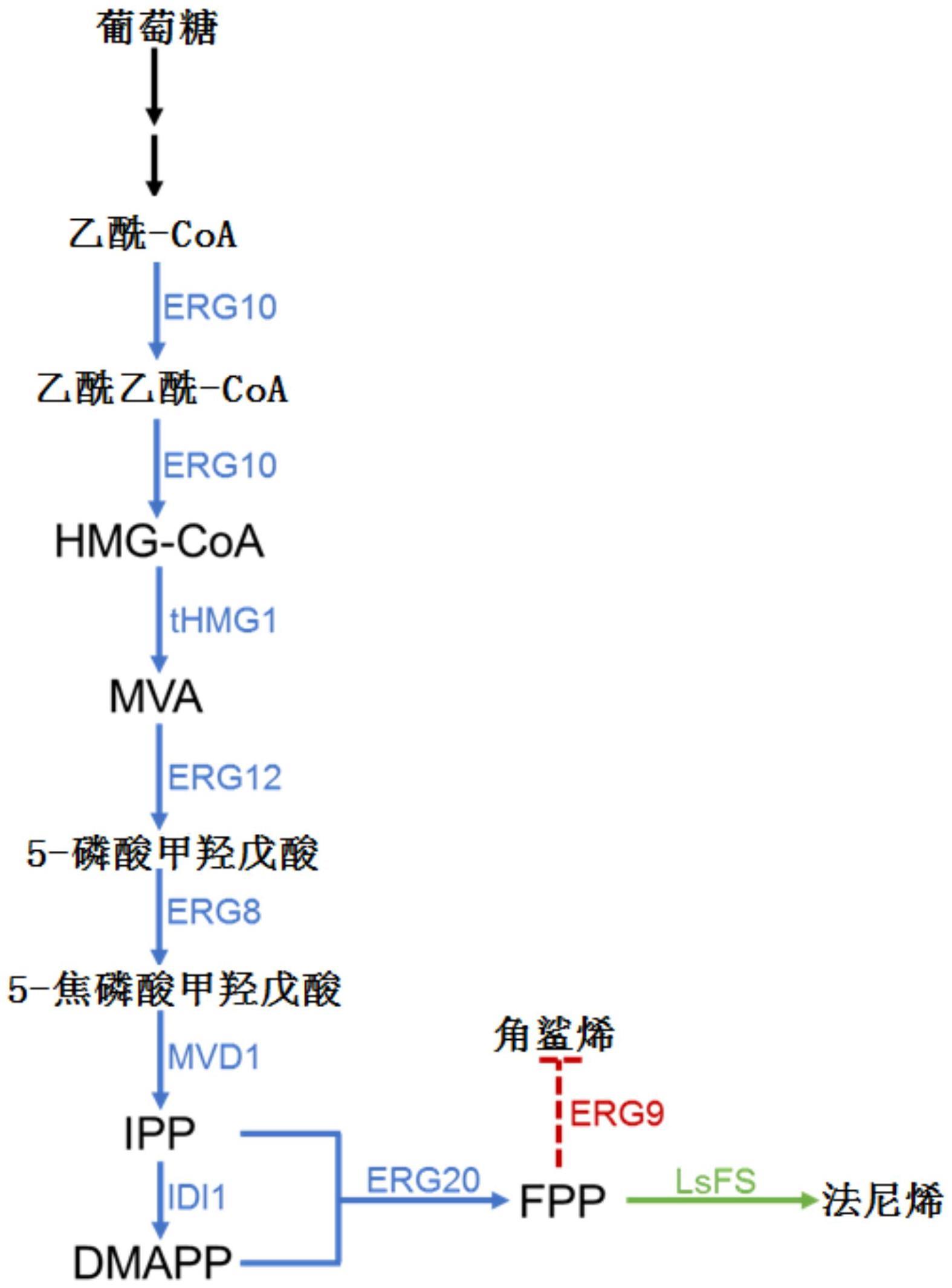 酿酒酵母基因工程菌及其构建方法和应用以及生产法尼烯的方法与流程