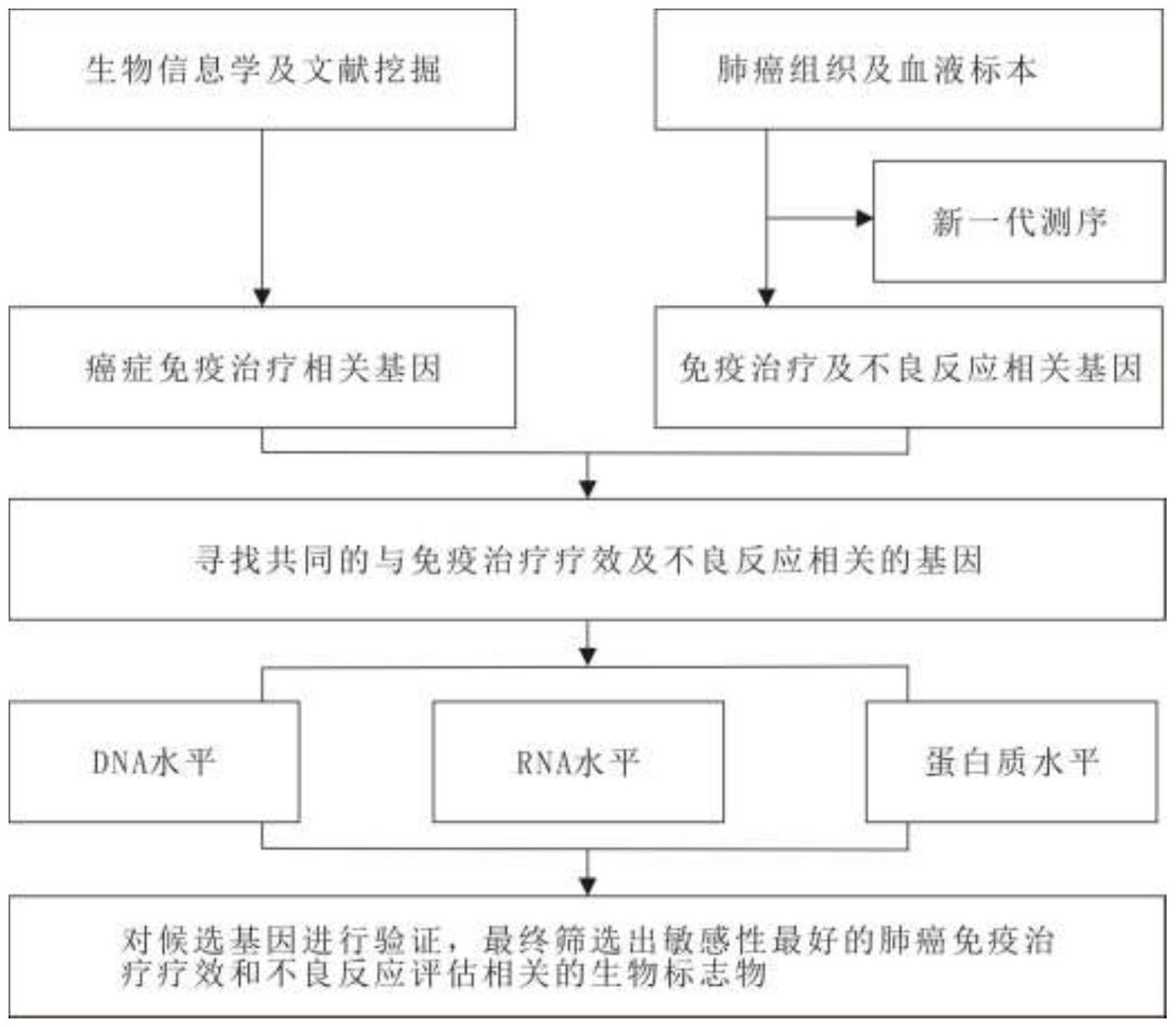 一种评估非小细胞肺癌免疫治疗预后及不良反应的生物标志物的制作方法