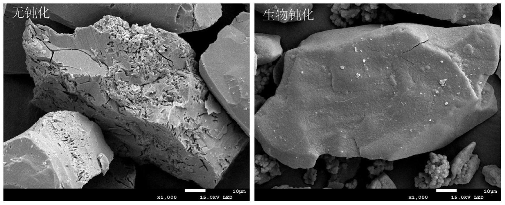 一种生物钝化含硫化矿废石源头治理酸性矿山废水的方法