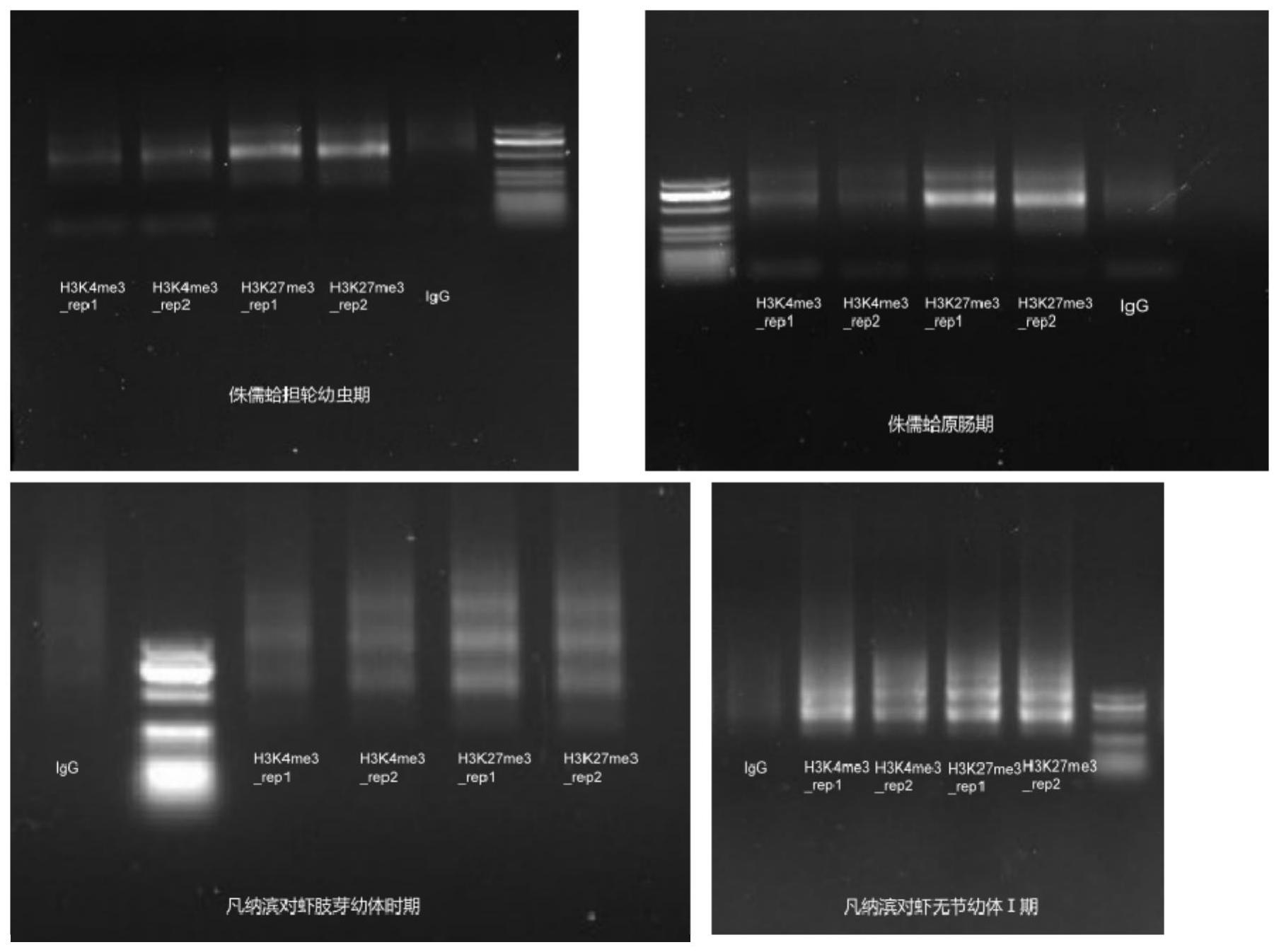 利用CUT&amp;Tag技术进行海洋无脊椎动物蛋白质与基因组DNA互作研究的实验方法