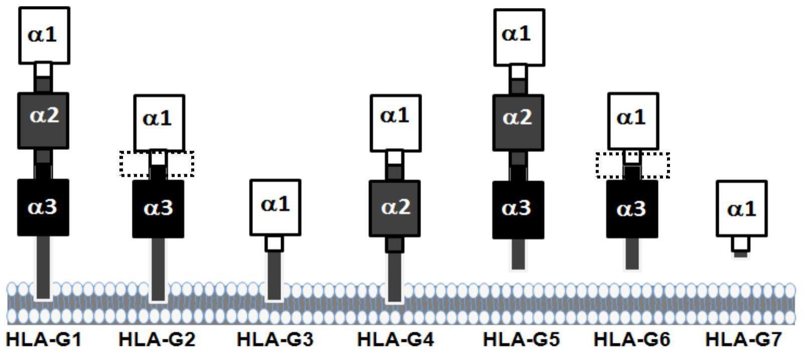 一种抗HLA-G2及HLA-G6分子的单克隆抗体及用途的制作方法