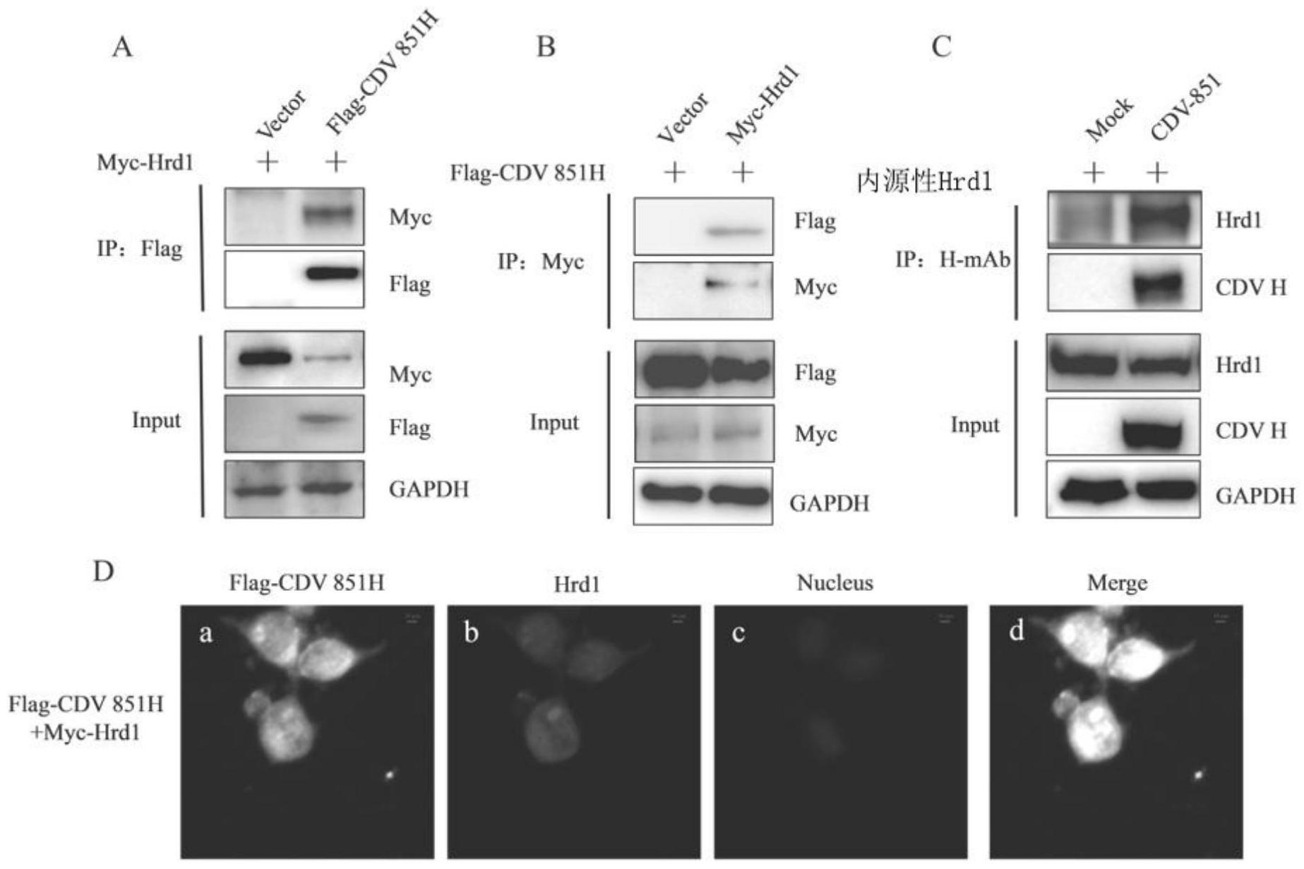 一种不受Hrd1泛素化降解的突变CDVH蛋白、突变CDV病毒及应用