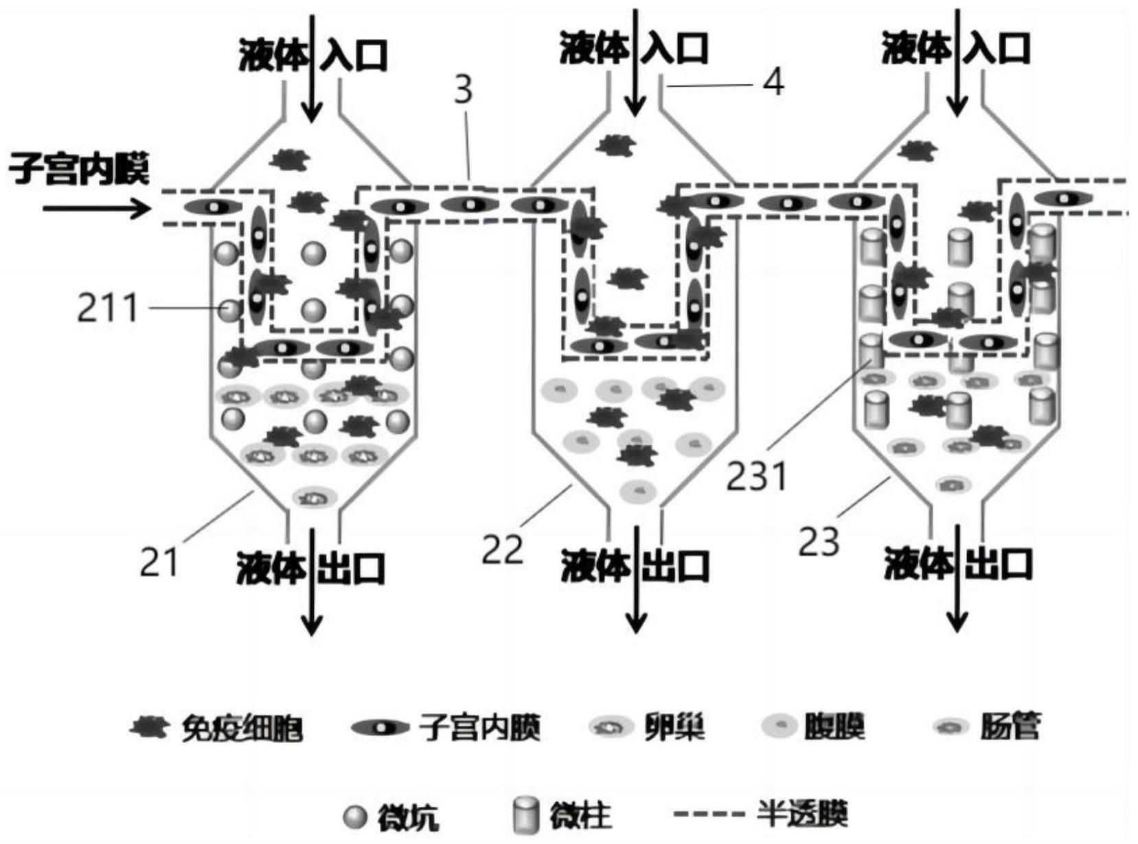 一种模拟内异症多个受累脏器免疫微环境的类器官芯片