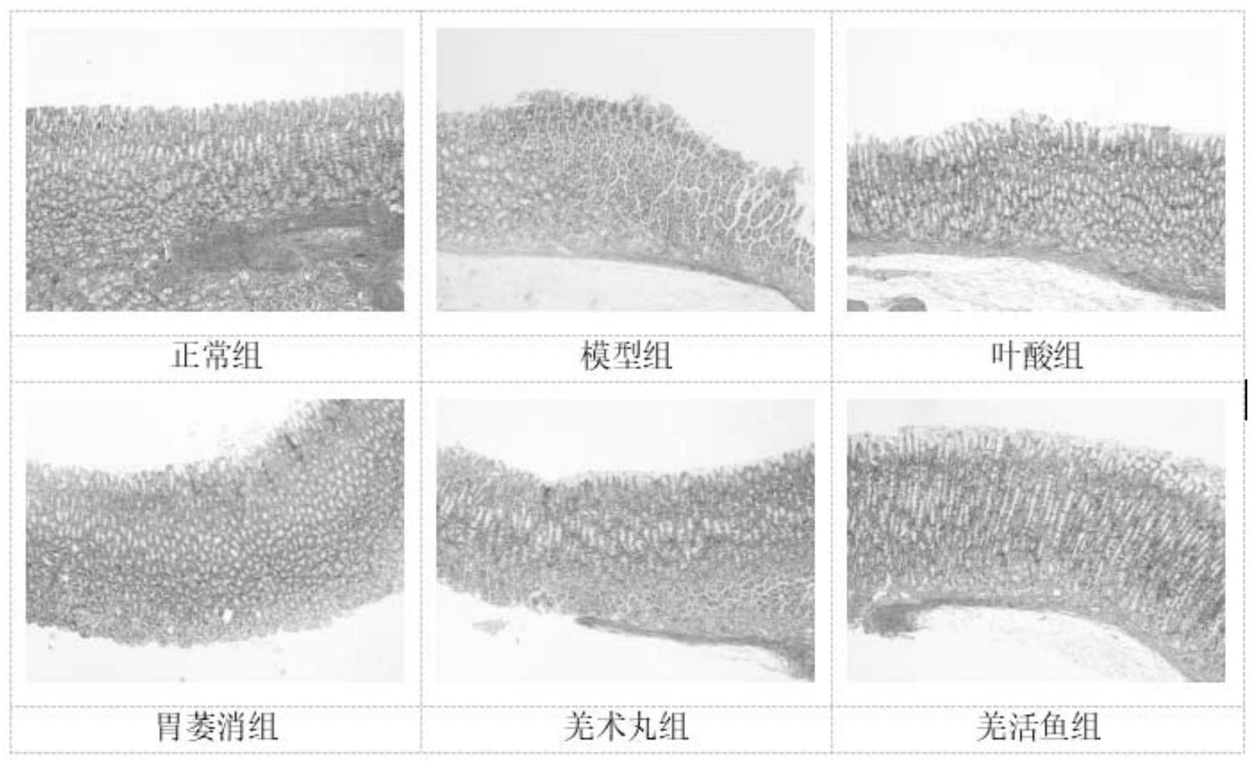 羌活鱼在制备预防和/或治疗胃癌前病变的药物中的用途