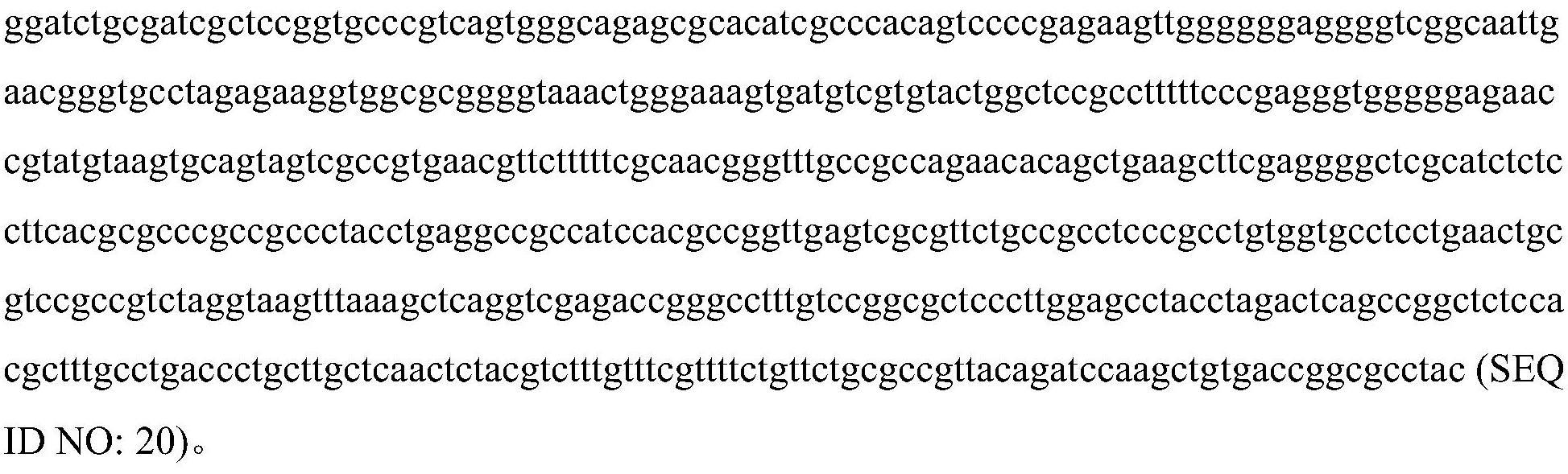 诱导产生RAAV病毒粒子的稳定细胞系的制作方法