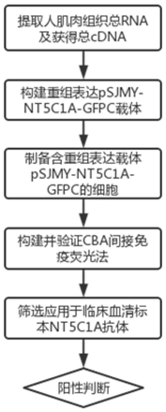 一种抗NT5C1A自身抗体检测方法及体外诊断试剂盒