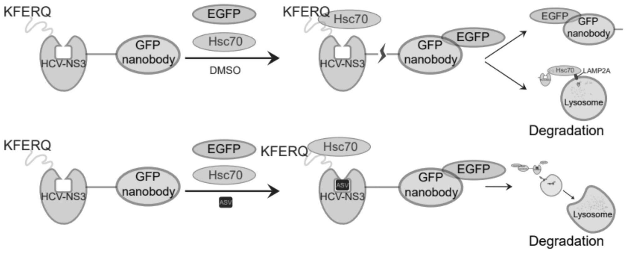 一种基于KFERQ序列的药物控制系统及其构建方法和应用