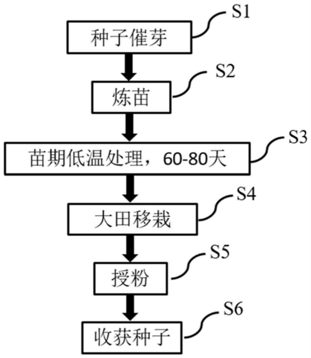 一种强冬性自交不亲和甘蓝材料的繁殖方法